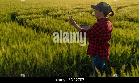 Eine Frau Bauer untersucht den Bereich der Getreide- und sendet die Daten an die Wolke aus der Tablette. Smart Farming und digitale Landwirtschaft. Stockfoto