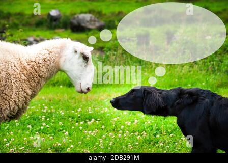 Hund Trifft Schaf Mit Speech Balloon.Copy Raum Für Werbung. Grüne Gras-Wiese In Norwegen. Stockfoto
