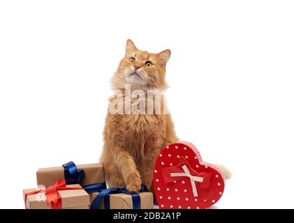 Lustige Erwachsene Ingwerkatze, die inmitten von Kisten sitzt, die in braunem Papier gewickelt und mit Seidenband, Geschenken und einem Tier auf weißem Hintergrund, Bir, gefesselt sind Stockfoto