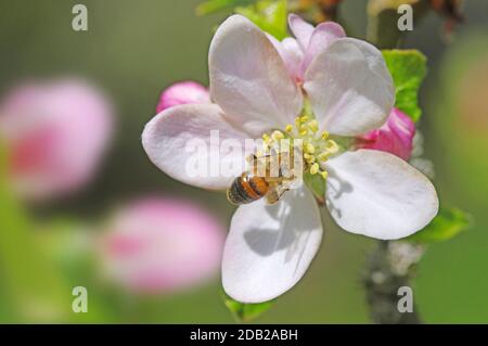 Rote Freimaurerbiene (Osmia bicornis, Osmia rufa), die Nektar aus der Apfelbaumblüte sammelt. Deutschland Stockfoto