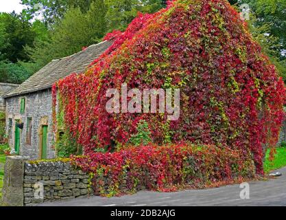 Woodbine, Virgina Creeper (Parthenocissus quinquefolia) bewachsen ein Bauernhaus im Herbst. Peak District, England Stockfoto