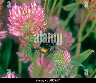 Buff-tailed Bumblebee (Bombus terrestris) auf der Nahrungssuche auf Rotklee (Trifolium pratense). Deutschland Stockfoto