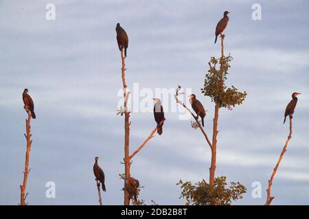 Kormoran (Phalacrocorax carbo). Vögel, die auf einem toten Baum ruhen. Deutschland Stockfoto