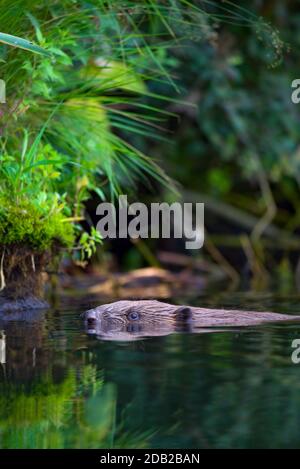 Europäische Biber (Castor Faser) Schwimmen in Peene Fluss. Mecklenburg-Vorpommern, Deutschland Stockfoto