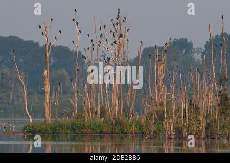 Kormoran (Phalacrocorax carbo). Vögel ruhen auf toten Bäumen. Deutschland Stockfoto