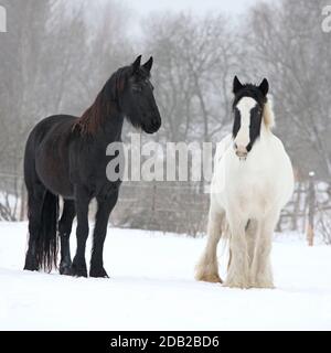 Friesisches Pferd und irisches Kob stehen im Winter Stockfoto