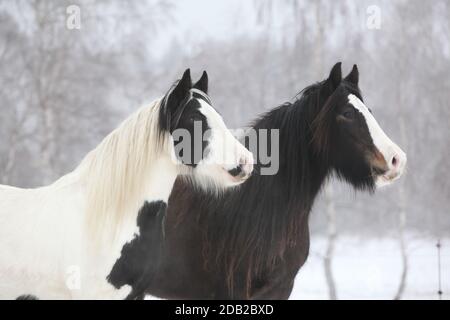 Portrait von zwei irischen Koben im Winter Stockfoto