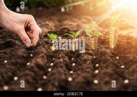 Die Hand des Bauern, Die Samen In Den Boden In Den Reihen Anpflanzen Stockfoto