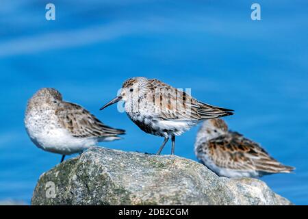 Dunlin (Calidris alpina). Drei Erwachsene ruhen auf einem Felsen im Meer. Deutschland Stockfoto