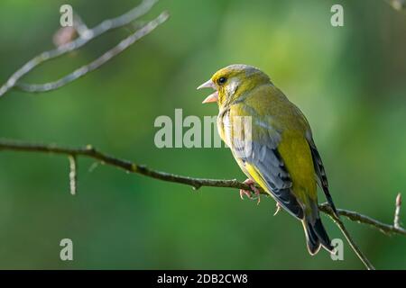 Grünfink (Chloris chloris). Männchen thront auf einem Zweig. Deutschland Stockfoto