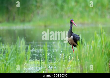 Schwarzstorch (Ciconia nigra). Erwachsene auf der Nahrungssuche in einem Waldteich. Deutschland Stockfoto