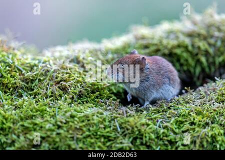 Bank Vole (Clethrionomys glareolus). Erwachsenen auf einem Bemoosten anmelden. Deutschland Stockfoto