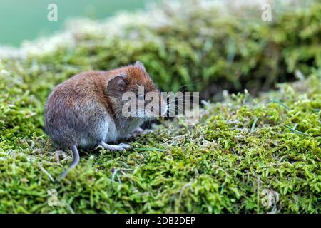 Bank Vole (Clethrionomys glareolus). Erwachsenen auf einem Bemoosten anmelden. Deutschland Stockfoto