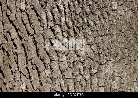 Eichenrinde natürliche starke Textur Stockfoto