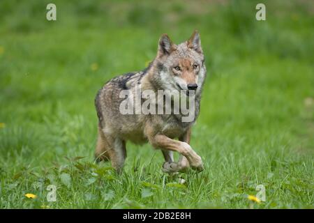 Europäischer Wolf, Eurasischer Wolf (Canis lupus lupus). Erwachsener läuft im Gras. Deutschland Stockfoto