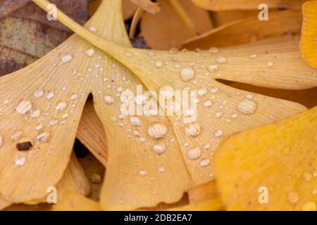 Bunte Gingko Blätter im Herbst und Herbst leuchten hell nach dem Regen mit funkelnden Regentropfen in orange, rot und gelb Farben als schöne Natur Stockfoto