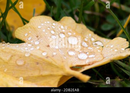 Bunte Gingko Blätter im Herbst und Herbst leuchten hell nach dem Regen mit funkelnden Regentropfen in orange, rot und gelb Farben als schöne Natur Stockfoto