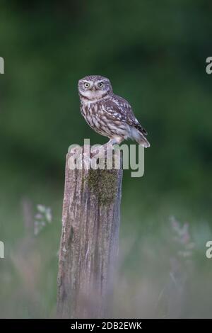 Kleine Eule (Athene noctua) auf einem Pfosten mit Maus Beute. Deutschland Stockfoto