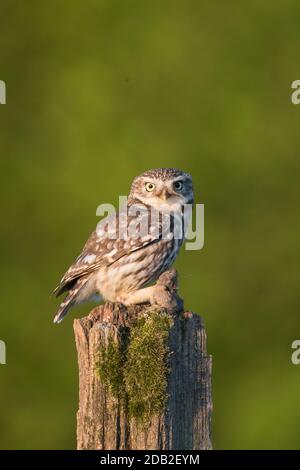 Kleine Eule (Athene noctua). Erwachsener mit Mausbeute, die auf einem faulen Pfosten steht. Deutschland Stockfoto