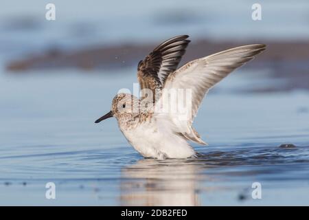 Sanderling (Calidris alba). Erwachsener im Zuchtgefieder, der ein Bad nimmt. Deutschland Stockfoto