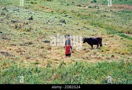 Frau Bäuerin führt eine Kuh, Rif Region, Marokko, Nordafrika Stockfoto