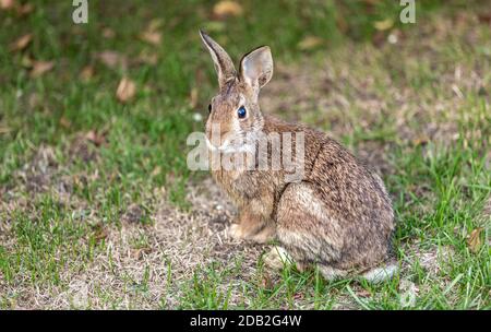 Farbbild eines erwachsenen Kaninchens, das im Gras sitzt Stockfoto