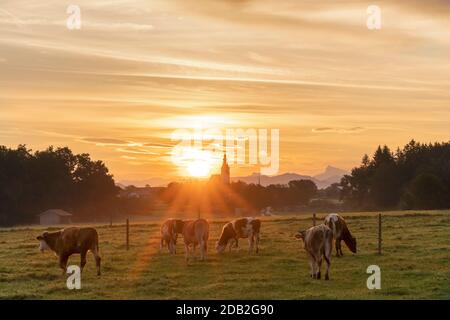 Kälber vor dem Dorf Weildorf bei Sonnenaufgang. Teisendorf Gemeinde, Berchtesgadener Land, Rupertiwinkel, Oberbayern, Deutschland Stockfoto