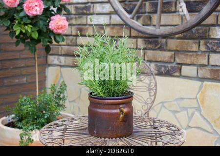 Schöner Platz im Garten im mediterranen Stil, Topf mit Lavendel auf dem Tisch Stockfoto