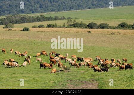 Milchkühe weiden auf üppiger grüner Weide einer ländlichen Farm, Südafrika Stockfoto