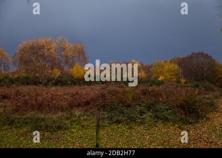 Ein düsterer, stürmischer Herbsttag in Headley Heath, Surrey, UK, November 2020 Stockfoto