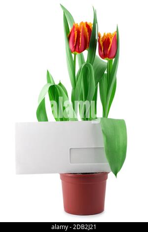 Leerer Umschlag in Tulpen isoliert auf weißem Hintergrund Stockfoto