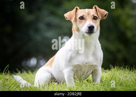 Jack Russell Terrier. Erwachsener Hund sitzt im Gras. Deutschland Stockfoto