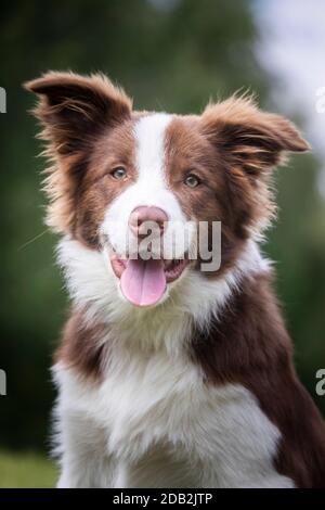 Border Collie. Porträt eines Erwachsenen, keuchend. Stockfoto