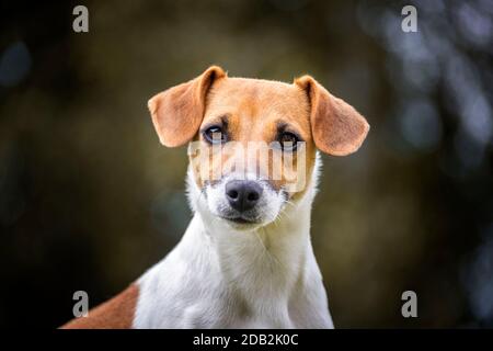 Jack-Russell-Terrier. Porträt des erwachsenen Hundes. Deutschland Stockfoto