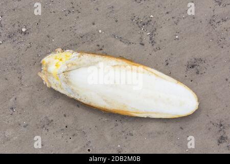 Gemeiner Tintenfisch (Sepia officinalis). Sepia (innere kalkhaltige Stütze) an sandiger Küste. Deutschland Stockfoto