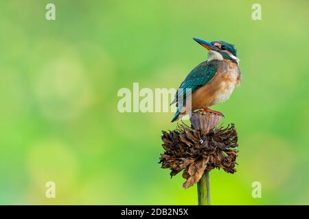 Gewöhnlicher Eisvogel, der auf einer verwelkten Lotusblume auf Grün isoliert ist Hintergrund Stockfoto