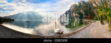 Schwanensee. Schöner Morgen in erstaunlichen Lago di Garda. Riva del Garda, Norditalien Stockfoto