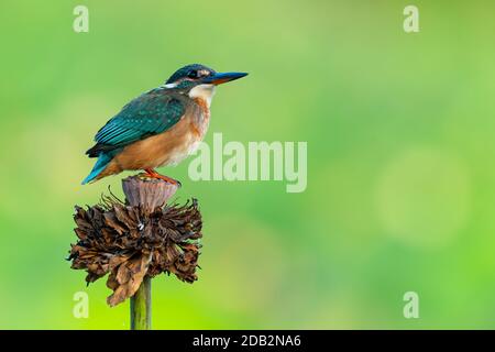 Gewöhnlicher Eisvogel, der auf einer verwelkten Lotusblume auf Grün isoliert ist Hintergrund Stockfoto