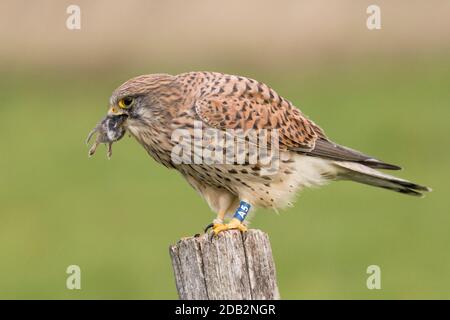 Gemeiner Kestrel (Falco tinnunculus), der eine Maus frisst. Deutschland Stockfoto