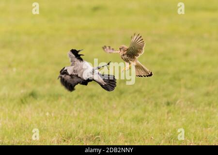 Gemeiner Turmfalken (Falco tinnunculus) und Krähen mit Kapuze (Corvus corone cornix, Corvus cornix) kämpfen. Deutschland Stockfoto