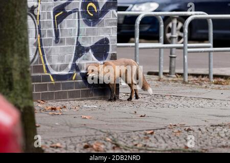 Rotfuchs (Vulpes vulpes) am Straßenrand einer Stadt. Berlin-Kreuzberg, Deutschland.. Stockfoto