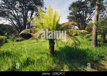 Großer Farnbaum in den Gärten des Landgutes Tregothnan bei Truro in Cornwall, Großbritannien Stockfoto