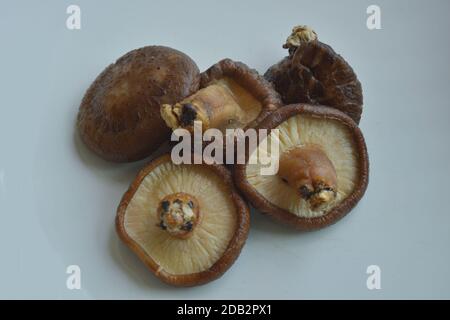 Getrocknete Shiitake-Pilze, rehydriert und bereit zum Kochen. Frischer und getrockneter Shiitake haben viele Verwendungen in der ostasiatischen Küche. Stockfoto