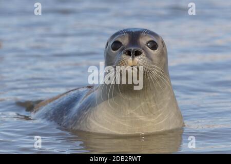 Common Seal, Harbour Seal (Phoca vitulina). Jung im Meer. Schleswig-Holstein, Deutschland Stockfoto