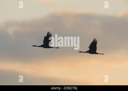 Gemeiner Kranich (Grus grus). Zwei Vögel im Flug gegen den rosa-grauen Himmel. Deutschland Stockfoto