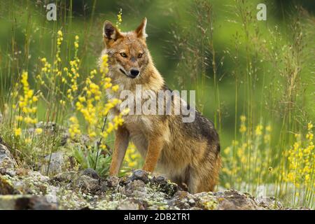 Schüchterner goldener Schakal, Canis aureus, der auf einen heißen Sommertag blickt. Niedliche Tierwelt auf Felsen, versteckt in einer grünen Vegetation mit Gelb Stockfoto