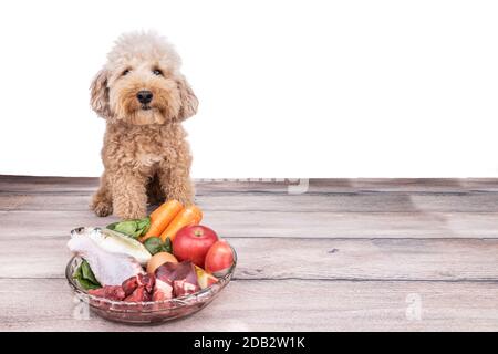 Gehorsame gesunde Hunde posieren mit Barf rohem Fleisch auf Holz Oberfläche Stockfoto