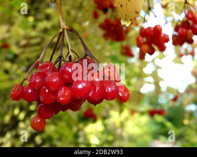 Rote Beeren vom gewöhnlichen Schneeball im Herbst in schönem Licht Stockfoto