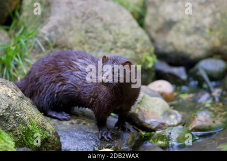 American Mink (Mustela vison). Erwachsene auf Nahrungssuche neben einem Bach Stockfoto