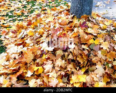 Großer Haufen mit Herbstblättern um einen Baumstamm Stockfoto